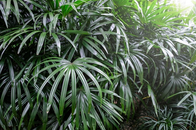 Photo close-up of palm trees