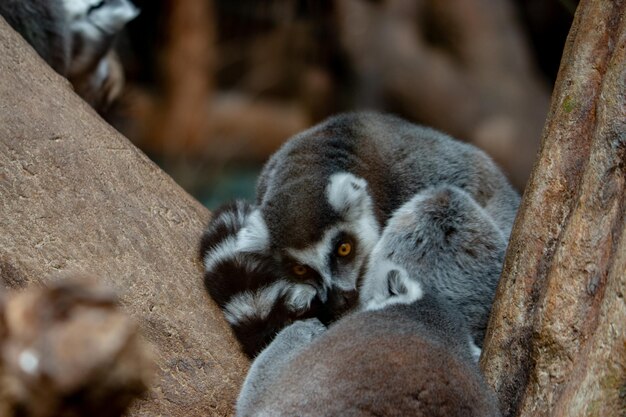 Close-up of a panda relaxing in zoo