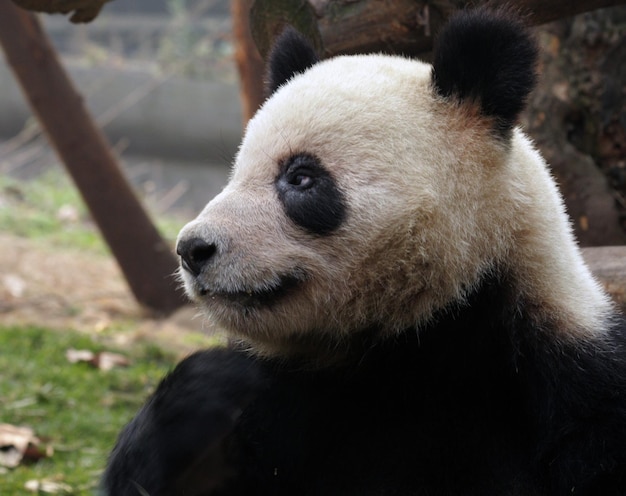 close-up of panda