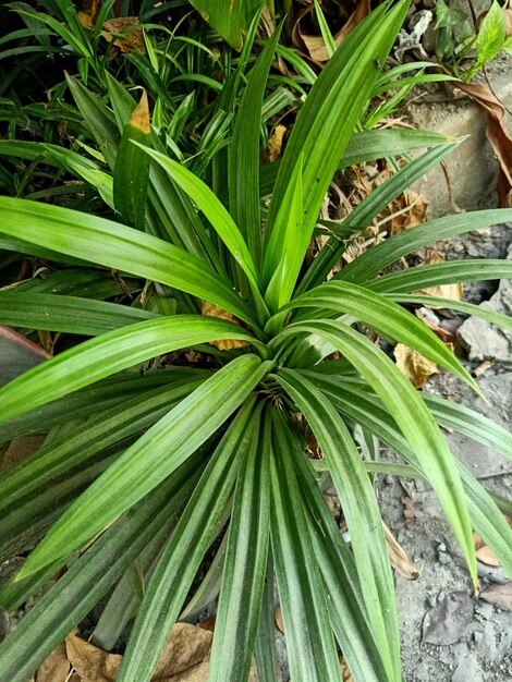 Close up of pandan plant