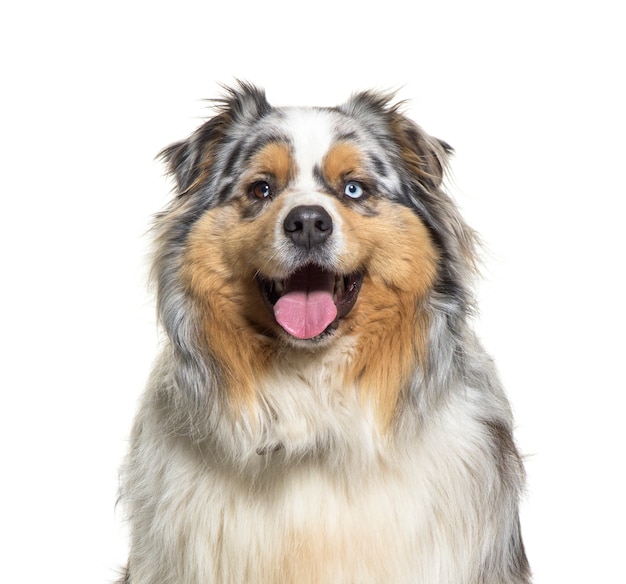 Close-up of a panting Australian shepherd Dog