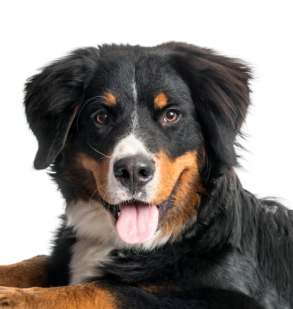 Close-up of a panting Bernese Mountain Dog, cut out