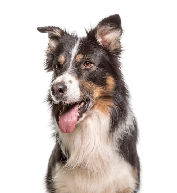 Close-up of a panting Border Collie Dog