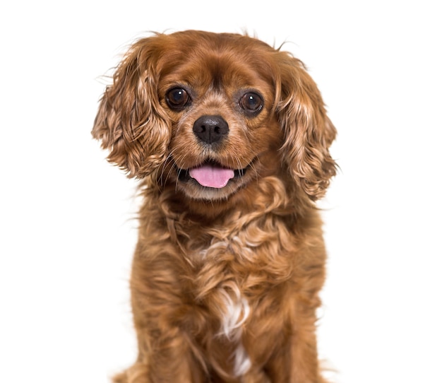 Close-up of a panting Cavalier King Charles dog