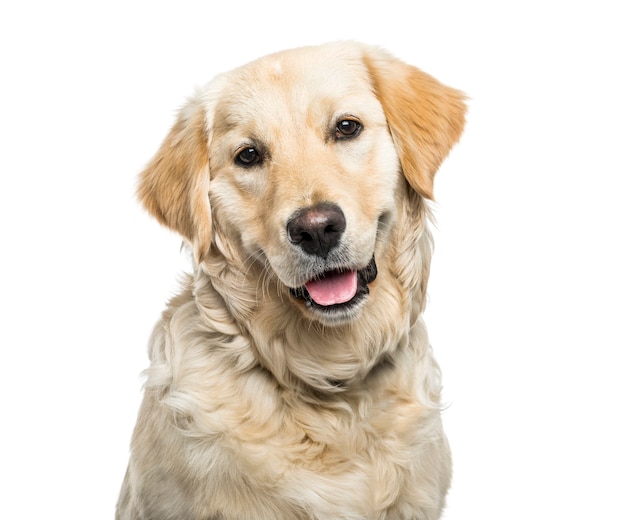 Close-up of a panting Golden retriever dog, cut out