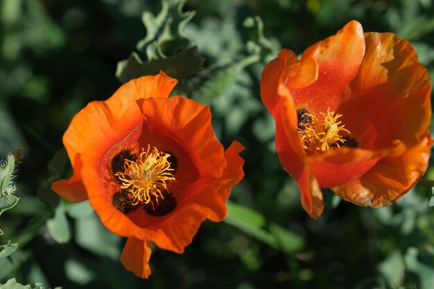 Foto close-up papaverbloemorange papaver in de tuin papaver oriental