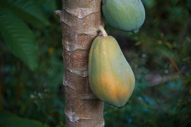 Close-up of papaya fruits hanging on tree trunk