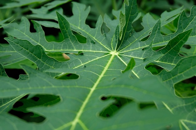 Close up papaya leave