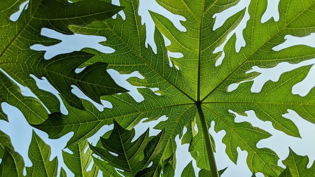 Le foglie di papaya da vicino sono adatte per gli sfondi della natura