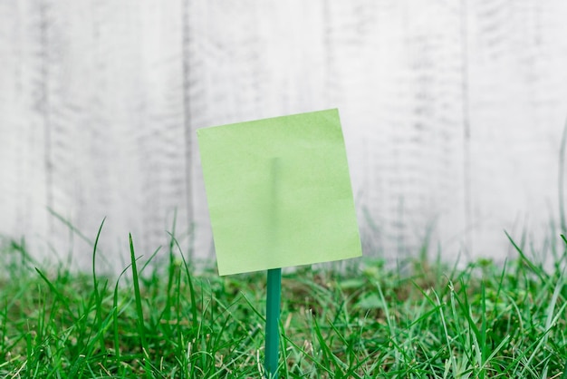 Photo close-up of paper plant on field