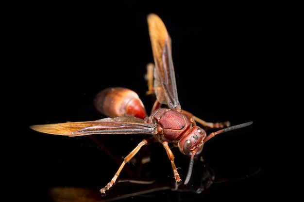 Close up Paper Wasp