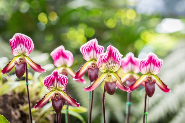 Закройте paphiopedilum (орхидея) в саду