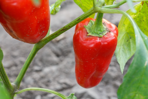 Close-up paprika groeit op een struik in de tuin