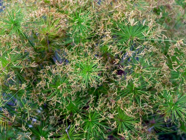 파피루스 식물과 꽃 사이페루스 프로리퍼 (Cyperus prolifer) 의 근접 사진