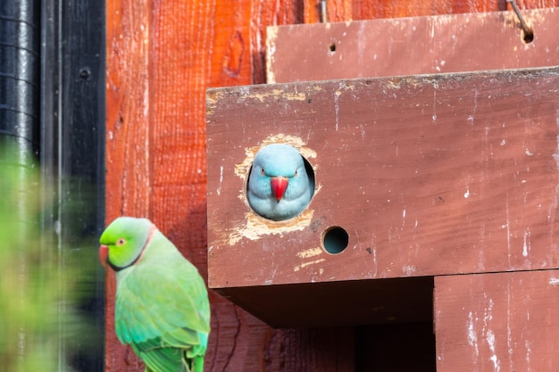 Close up of a parakeet