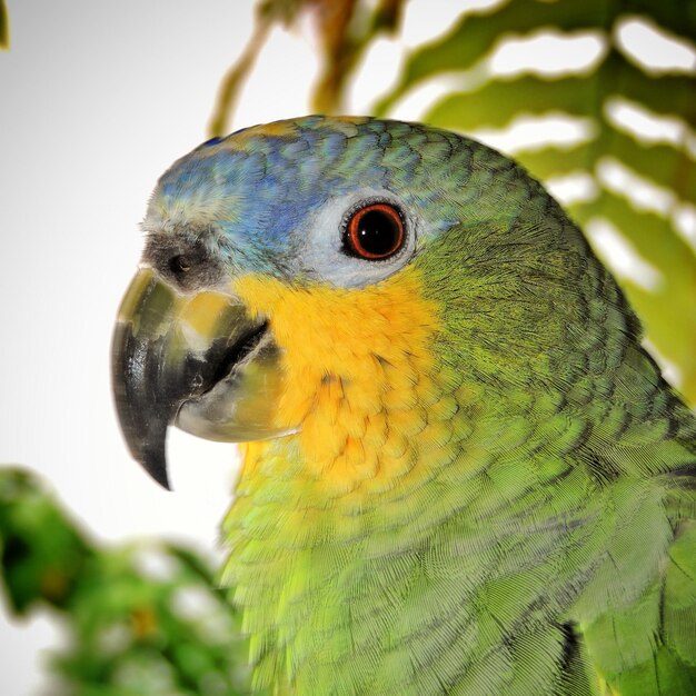 Photo close-up of parakeet