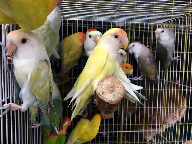 Photo close-up of parakeets in birdcage