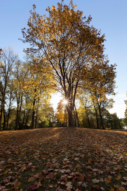 Close up on park in the autumn season