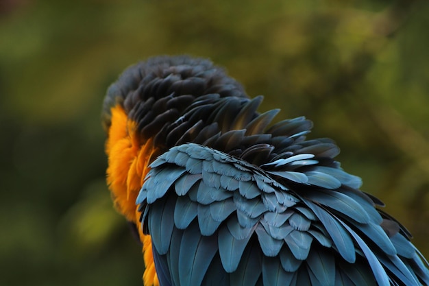 Close-up of parrot on branch