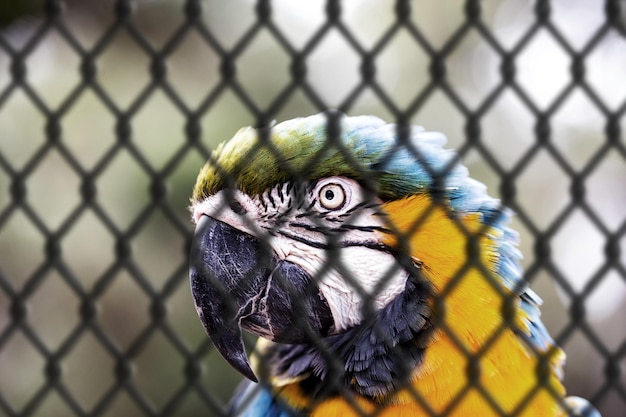 Photo close-up of parrot in cage