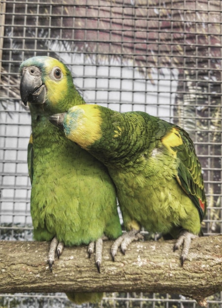 Photo close-up of parrot in cage