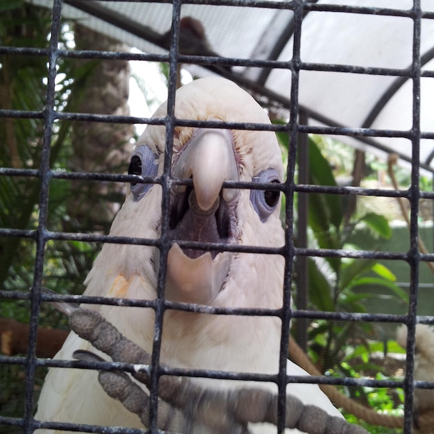 Photo close-up of parrot in cage