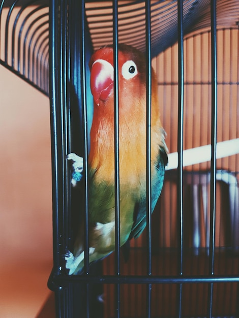 Photo close-up of parrot in cage