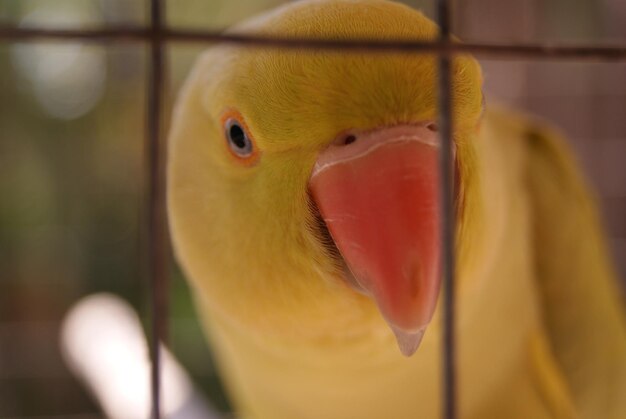 Photo close-up of parrot in cage