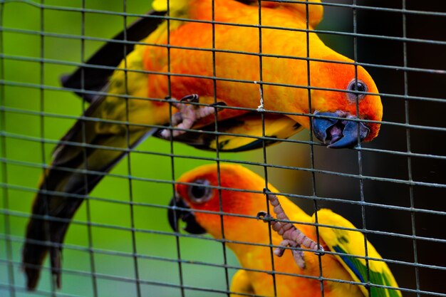 Photo close-up of parrot in cage