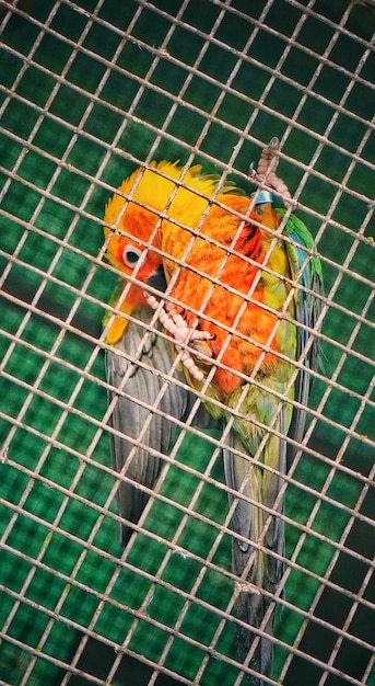 Photo close-up of parrot in cage