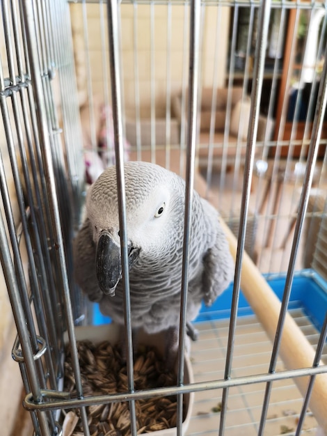 Foto prossimo piano di un pappagallo in gabbia