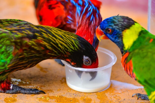 Close-up of parrot eating food