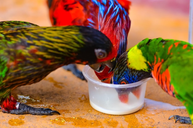 Foto close-up di un pappagallo che mangia cibo