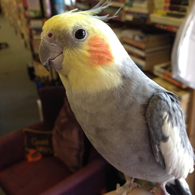 Photo close-up of parrot at home