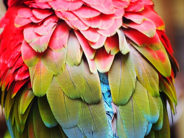 Photo close-up of parrot on leaves