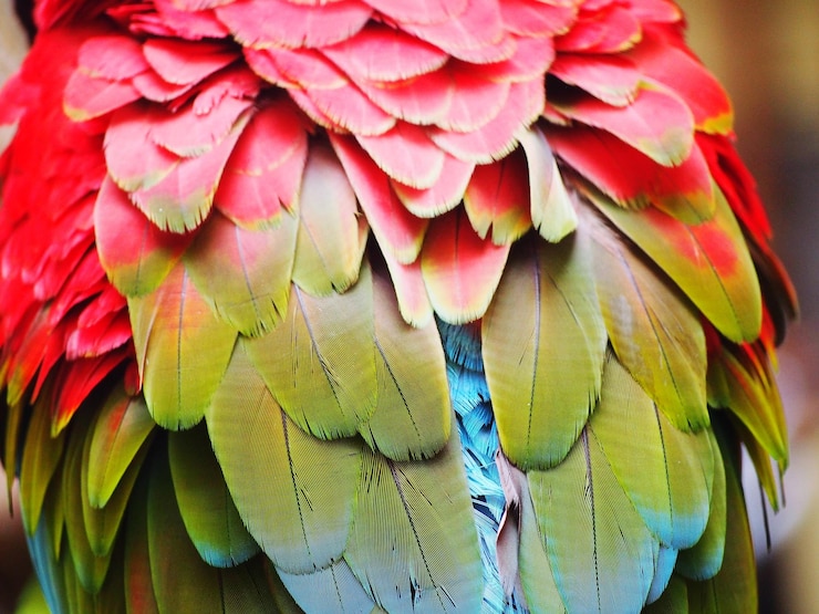 Photo 葉の上にあるオオカミのクローズアップ