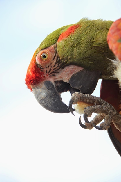 Foto close-up di un pappagallo appoggiato contro il cielo