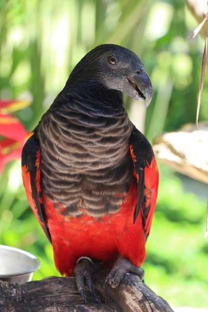 Close-up of parrot perching on branch