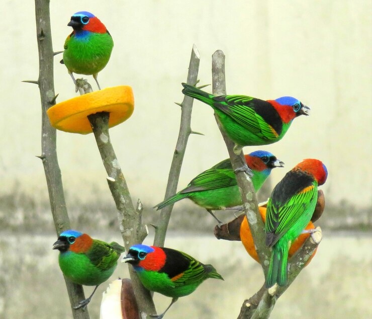 Photo close-up of parrot perching on branch