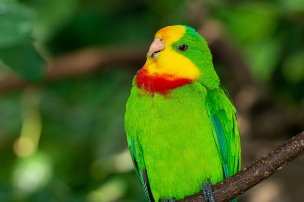 Photo close-up of parrot perching on branch