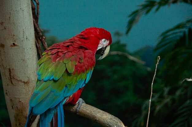 Close-up of parrot perching on branch