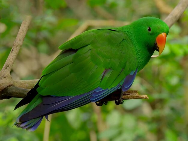 Photo close-up of parrot perching on branch