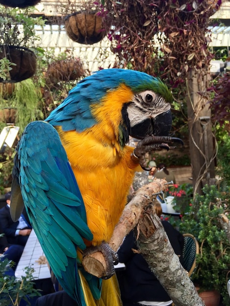 Close-up of parrot perching on branch