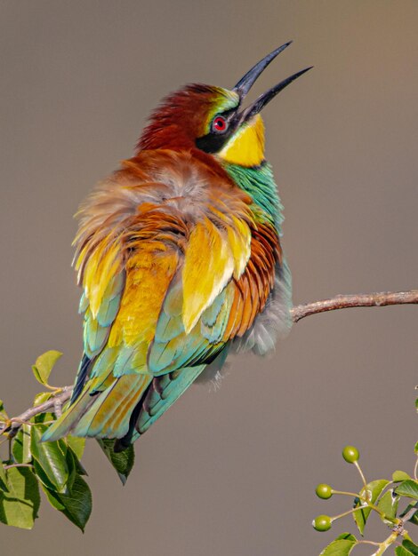 Photo close-up of parrot perching on branch