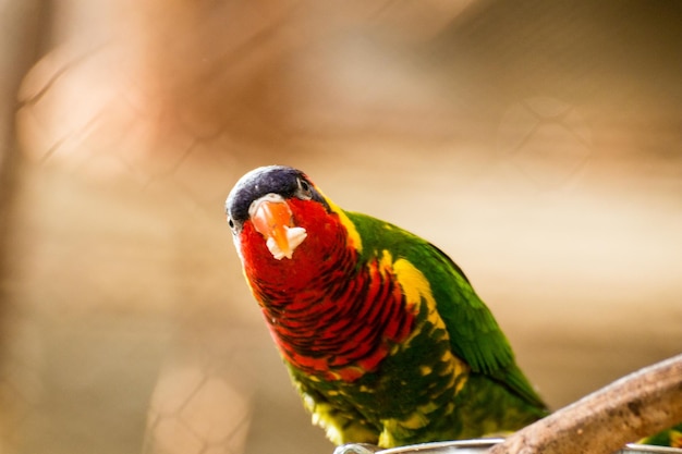 Foto close-up di un pappagallo appoggiato su un ramo