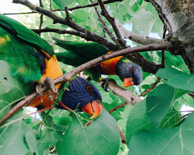 Close-up of parrot perching on branch