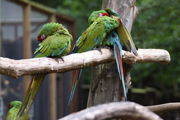 Photo close-up of parrot perching on branch