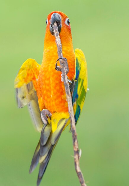 Photo close-up of parrot perching on branch