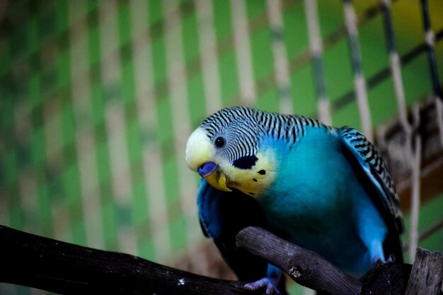 Close-up of parrot perching on branch