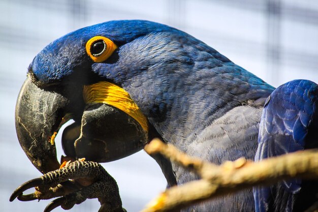 Photo close-up of parrot perching on branch